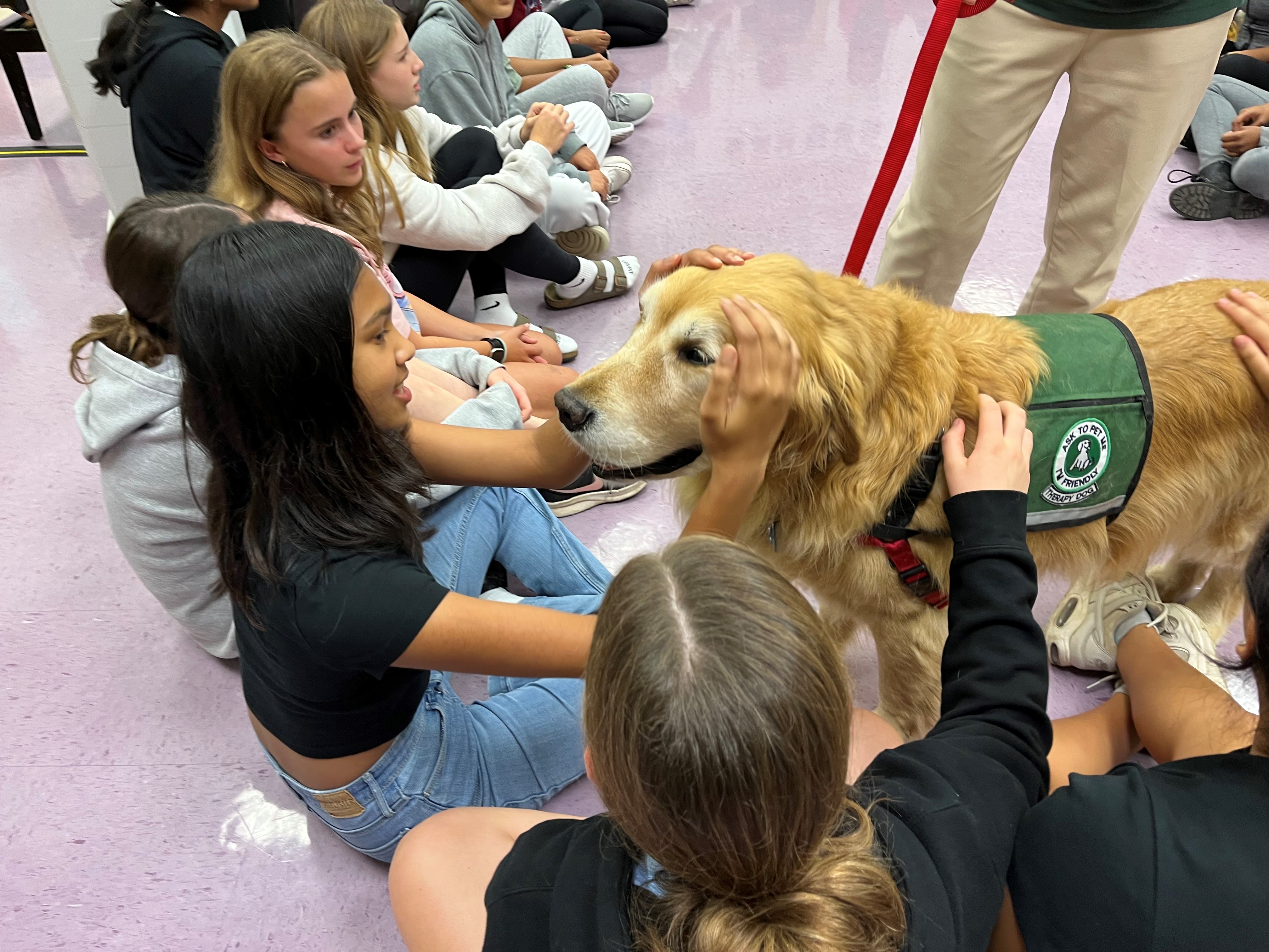 Tucker the therapy dog